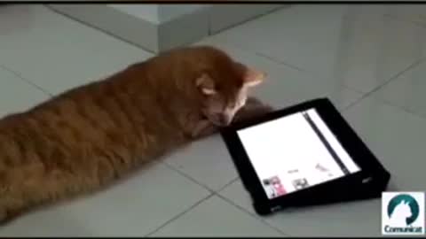 Distracting your cat with a | Games for cats | Funny cats