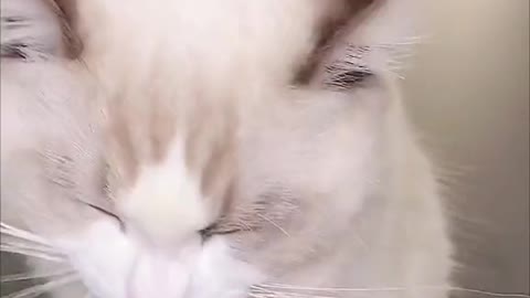 cat asmr eating