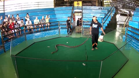 Snake Show, Thailand