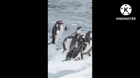 Playing penguin 🐧