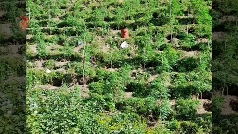 Asgjësohen 2100 bimë kanabisi në Vaun e Dejës, arrestohet në flagrancë 28-vjeçari