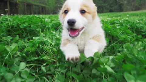 Happy puppy corgi dog running after camera in clover field stock video