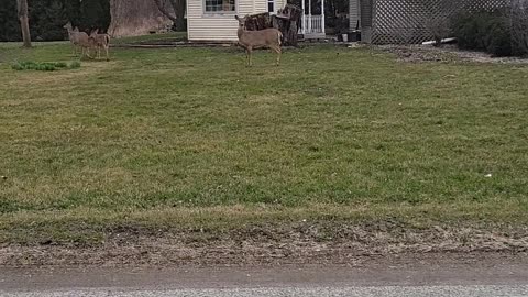 Horny Deers wandering around in Illinois *FUNNY*