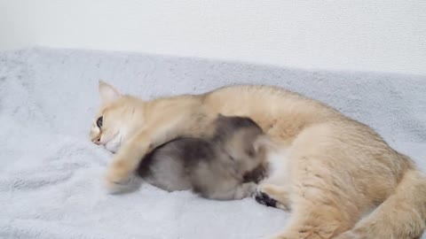 I'm worried that mother cat's hug is too intense.