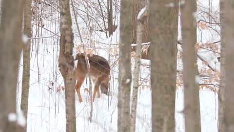 White Tailed Deer On A Winter Day