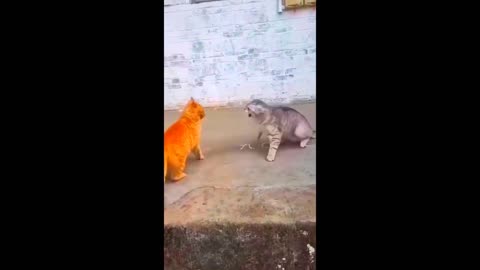 New Funny Animals Video 2024 | Funniest Cats and Dogs Videos | New Funny Video Of Cat And Dogs #313