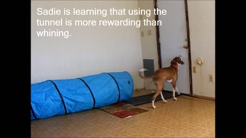 Brain Training for Dogs™ Review - Don't Buy Until You Watch This‎ | Turn Your Dog into a Genius!