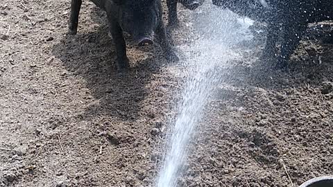 Pigs Dancing and Playing with Water