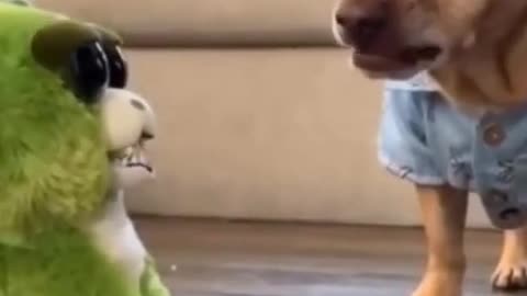 Funny Dog Video