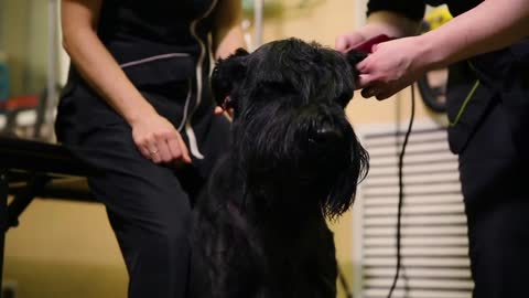 a groomer's hand cutting a dog in a beauty salon for dogs using an electric clipper