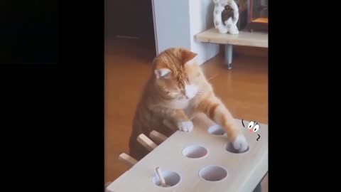 Omg So Cute Cats Best Funny Cat Videos 3