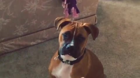 Boxer Dog Actors Hollywood Has Been Waiting For