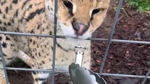 I Hope They All Get What They Want - Wild Cat Pets