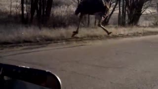 Ostrich Runs Along Car on Road
