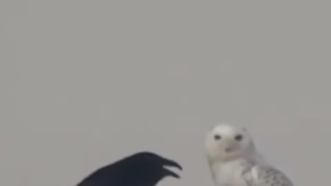 Crow and owl friend forever.