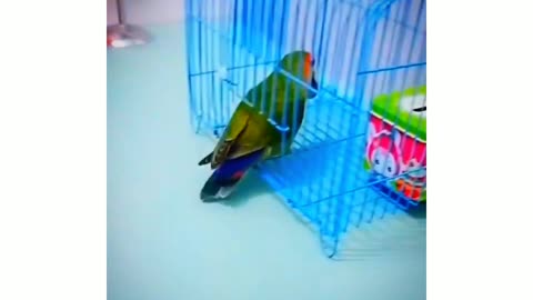 Smart Funny And Intelligent Bird Video
