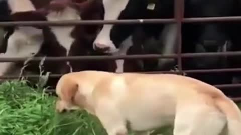 Funny puppy enjoys eating grass in front of many cows