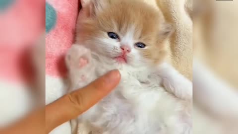 Cute Baby Kitten 😻❣️