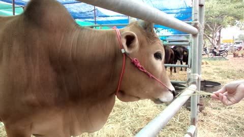Farm Visitor Feed Mother Cow in Her Stable