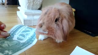 Never give pocket money to your bunny