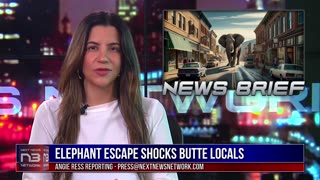 Elephant Escapes in Butte, Strolls Down Main Road!