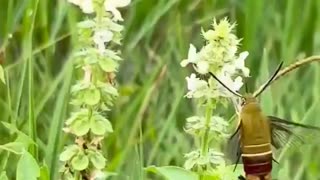 HUMMINGBIRD MOTH FLIGHT