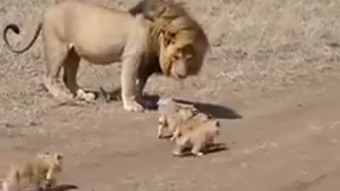 Lion 🦁 vs baby lion