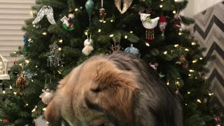 Dog Plays Hide the Hotdog Christmas Game