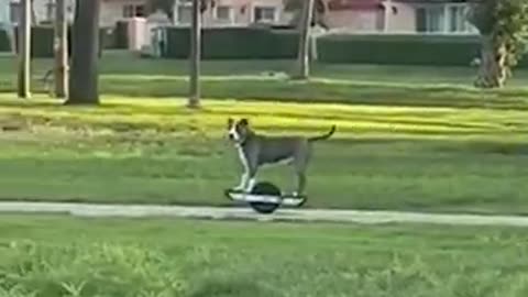 Tech-Savvy Pup Rides Electric Unicycle