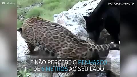 Leopardo desequilibrado cai de penhasco de 6 metros