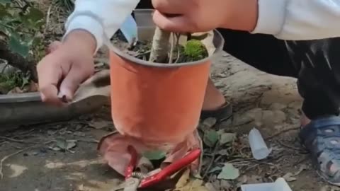 Transplanting Apple Bonsai with Care and Precision