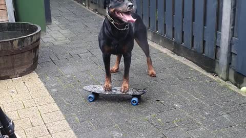 Rottweiler Tries to Figure out Skateboard