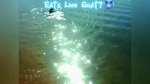 KOMODO DRAGON Attacks Live Goat (Oh my God!!!!!)