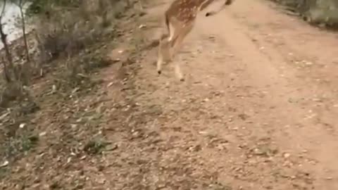 Deer flying video