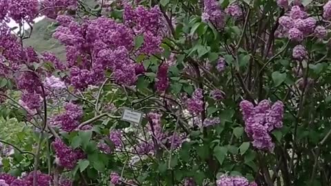 Beautiful Nature - Lilac Garden