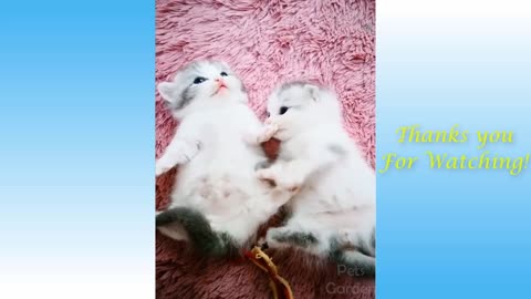 Cute Pets And Funny alot Animals