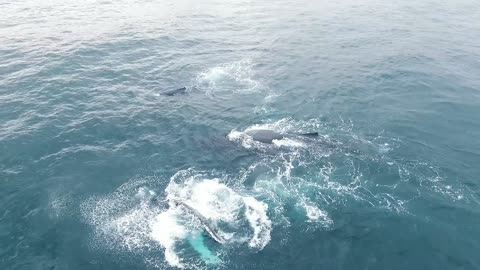 Check Out This Amazing Drone Footage Of Two Massive Whales Roaming Ocean Waters