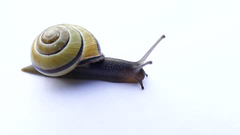 Mastering snail moving in slow motion