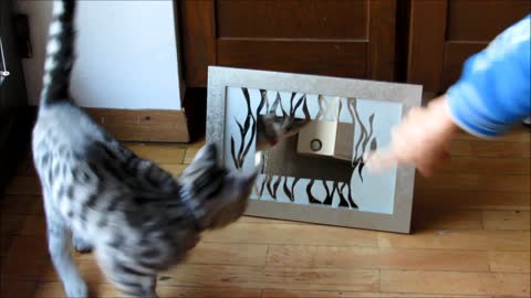 Kittens can't comprehend why noone is behind mirror
