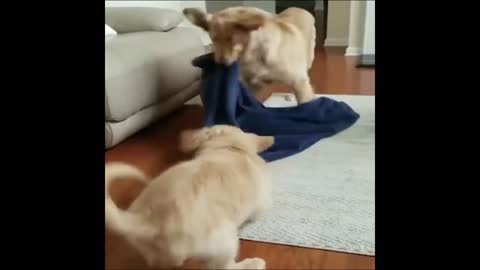 cute baby dog funny moment