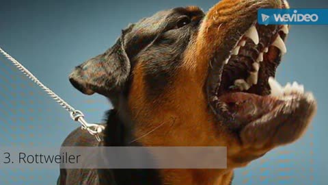 10 MOST DANGEROUS DOGS IN THE WORLD