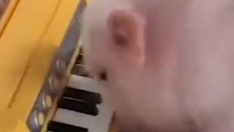 THE EXTRA ORDINARY PIG WHO KNOWS HOW TO UNPLUG CORDS PLAYS PIANO AND CLOSING THE DOOR