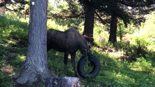 Moose Toys with Tire Swing