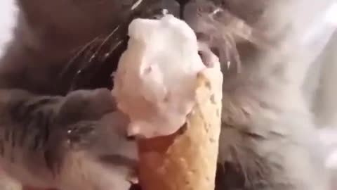 Cat eating a refreshing ice cream
