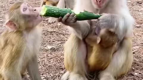 Monkey can't share food