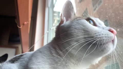 A cat watching the snow fall outside the window