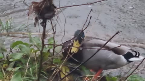 MALLARD DUCK IN THE RAIN IN WALES