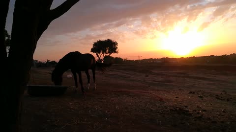 Sunset And Horse