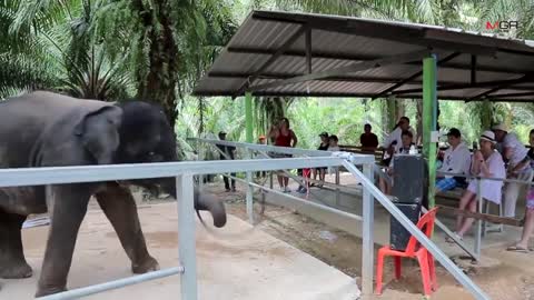 4 year old baby elephant dancing disco music Panama