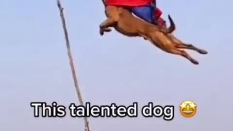 My dog vs talented dog